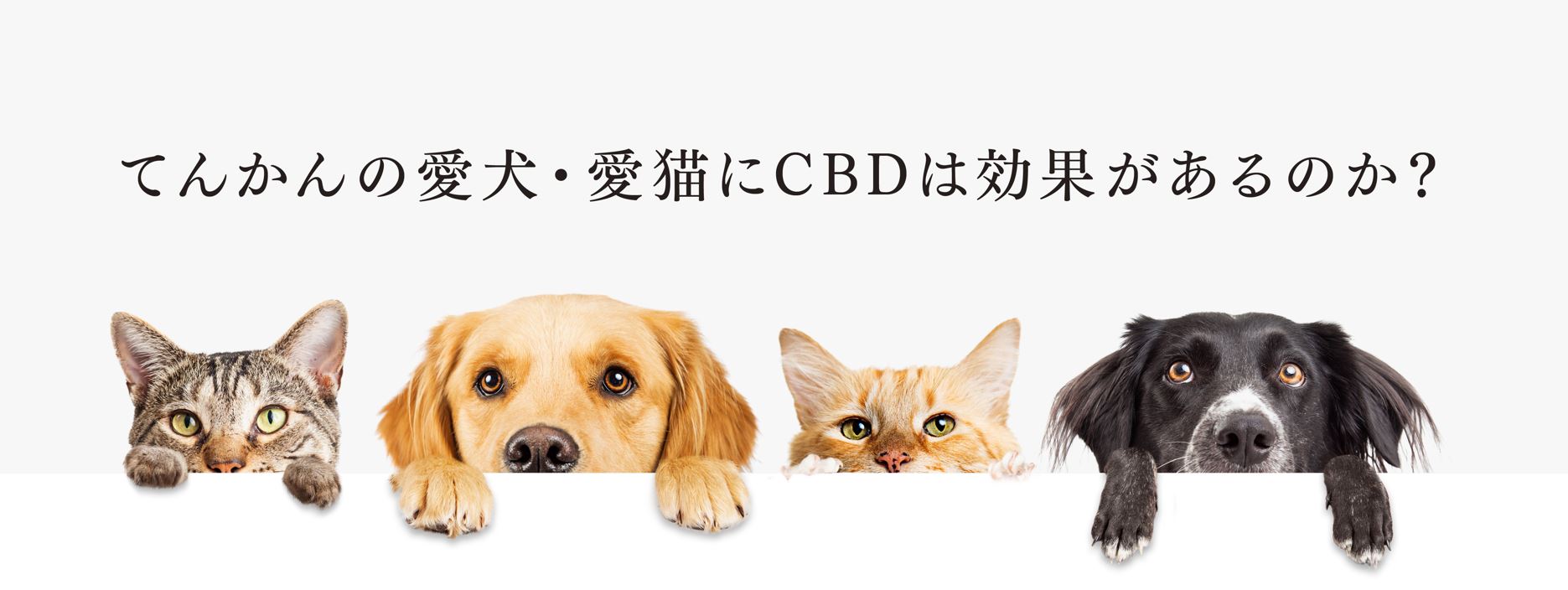 てんかんの愛犬・愛猫にCBDは効果があるのか？