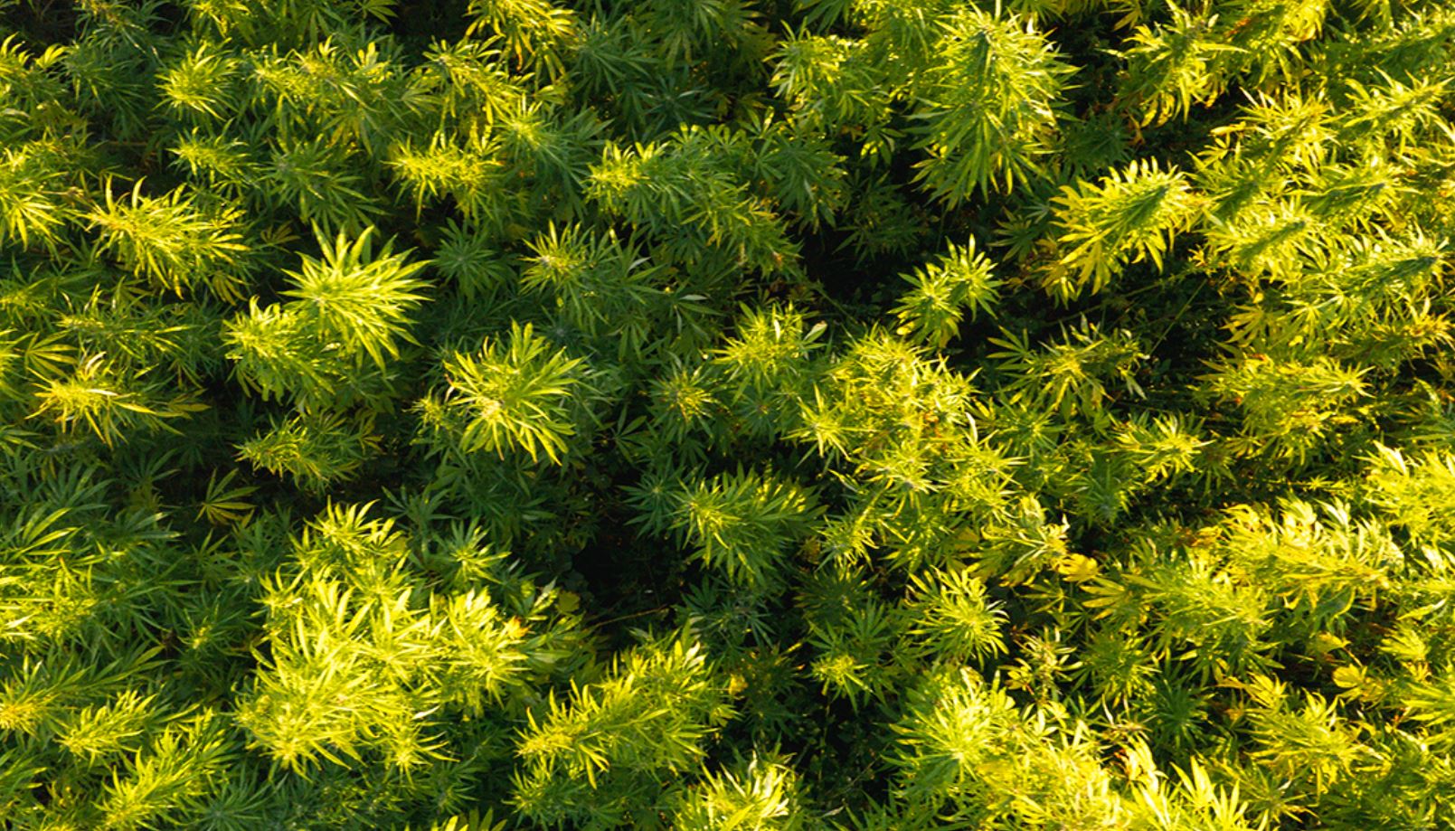 【重要なお知らせ】CBN規制に関する最新情報｜ヘンプタッチの対応について